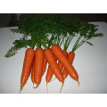 Различные размеры промытой и полированной моркови